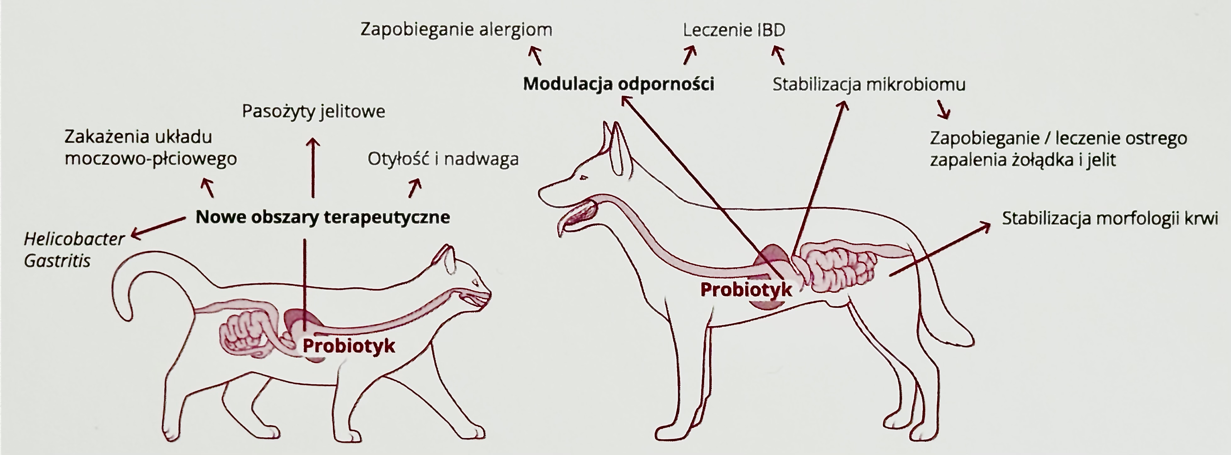 omni-biotic cat&dog dzialanie